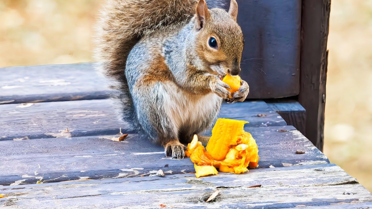 2/4/2026 Feeding Backyard Squirrels
