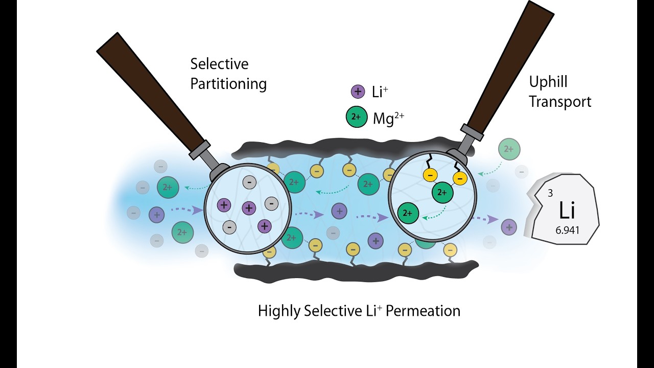 Selective Partitioning and Uphill Transport Enable Effective Li/Mg Separation by Membranes