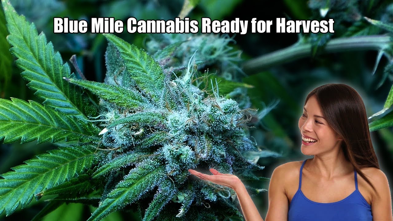 Blue Mile Cannabis Ready for Harvest