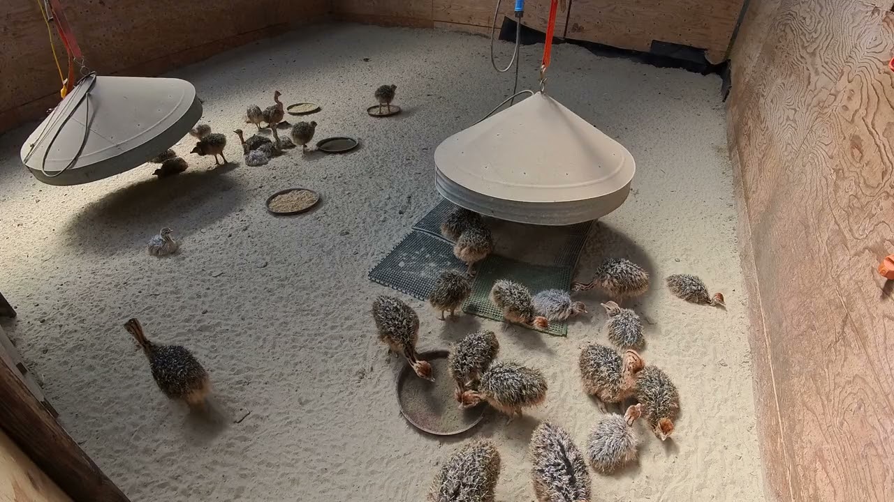 Review Struisvogelboerderij  Monnikenwerve 2024