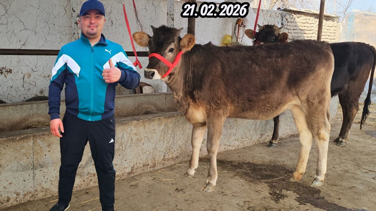 ABROR AKADA SHVEST BO‘G‘OZ HUNAJNLAR NOVVOS TOZAQONLI ZO‘RLARI SHOSHILAMIZ🔥