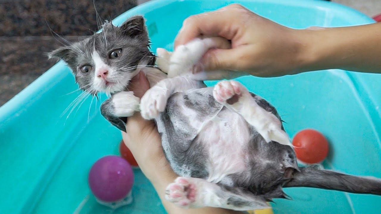 Первая ванна для котенка / Первая ванна для приемного котенка