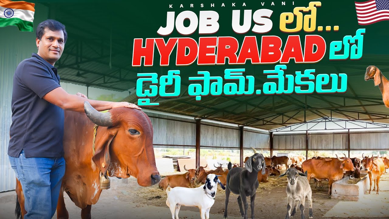 Job ￼US లో డైరీ ఫామ్.మేకలు HYDERABAD లో@karshakavani7049 