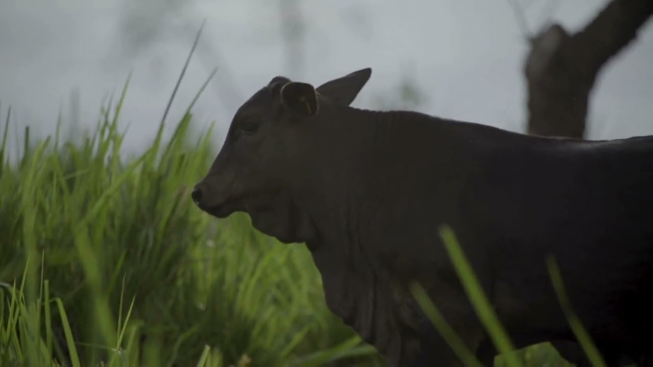 DLCC Ranch Believes In South Devon & South Devon Hybrid Bulls For The Commercial Cattleman