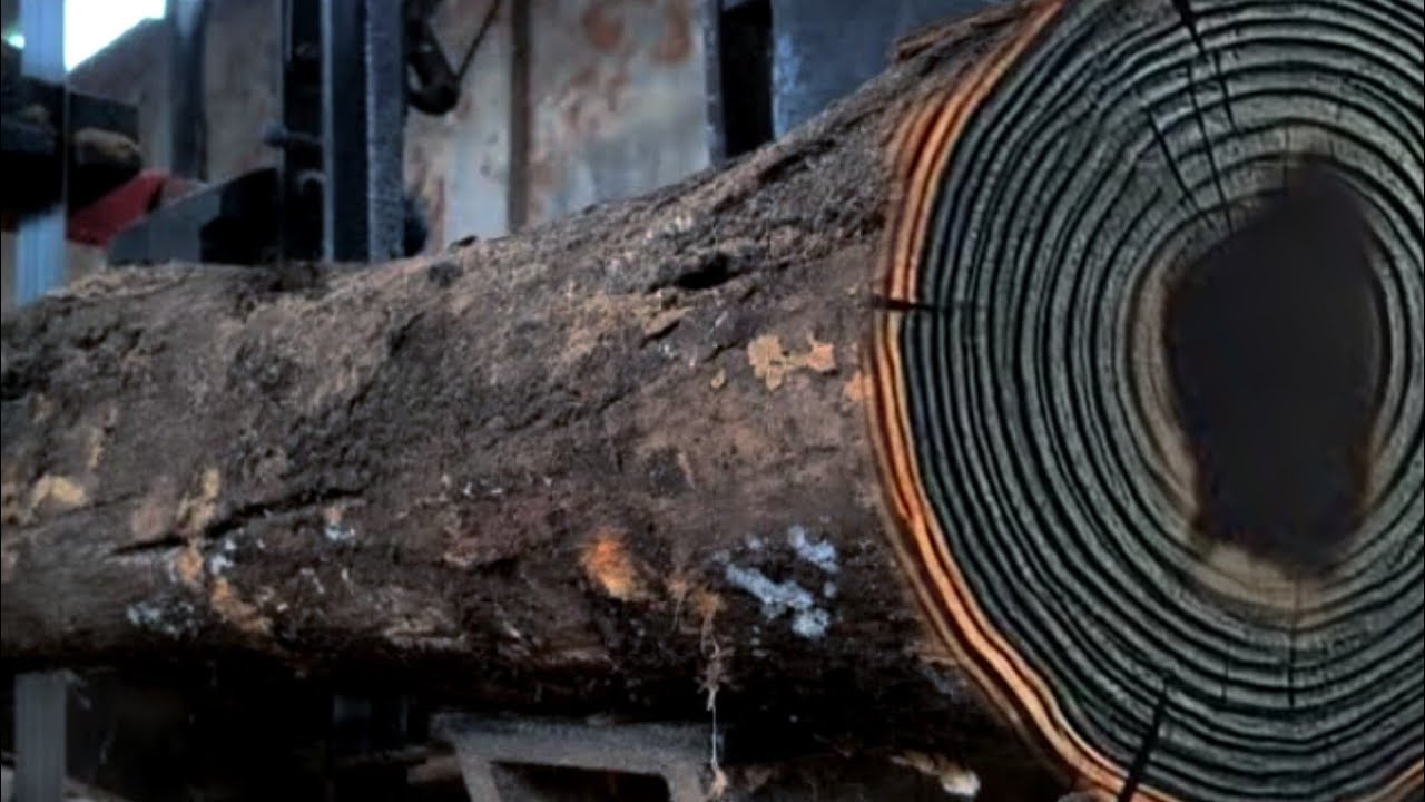 identified as the wood of doom proved to be very terrible at sawmill
