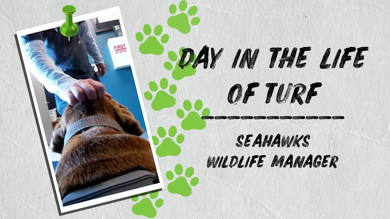 Puppy POV: A Day in the Life of Turf | 2020 Seattle Seahawks
