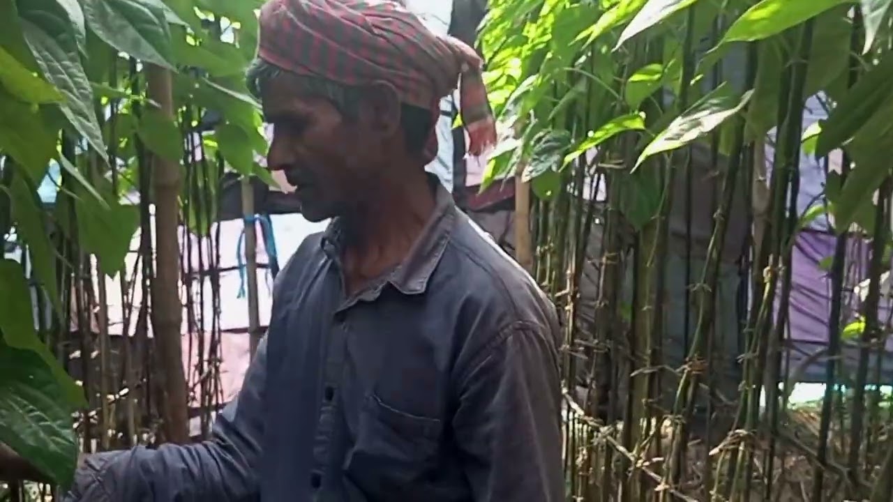 পানের বর থেকে সরাসরি পান ভাঙ্গার দৃশ্য দেখুন 💚✅