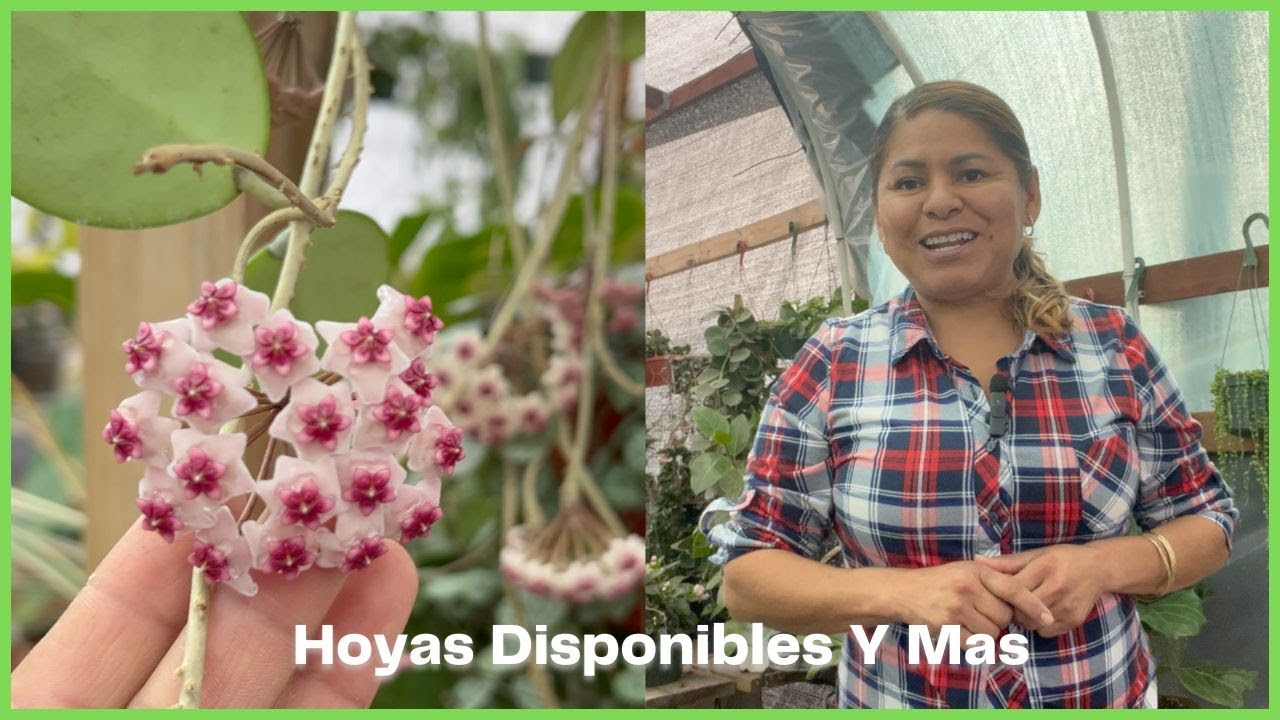 Hoyas Disponibles Y Mas