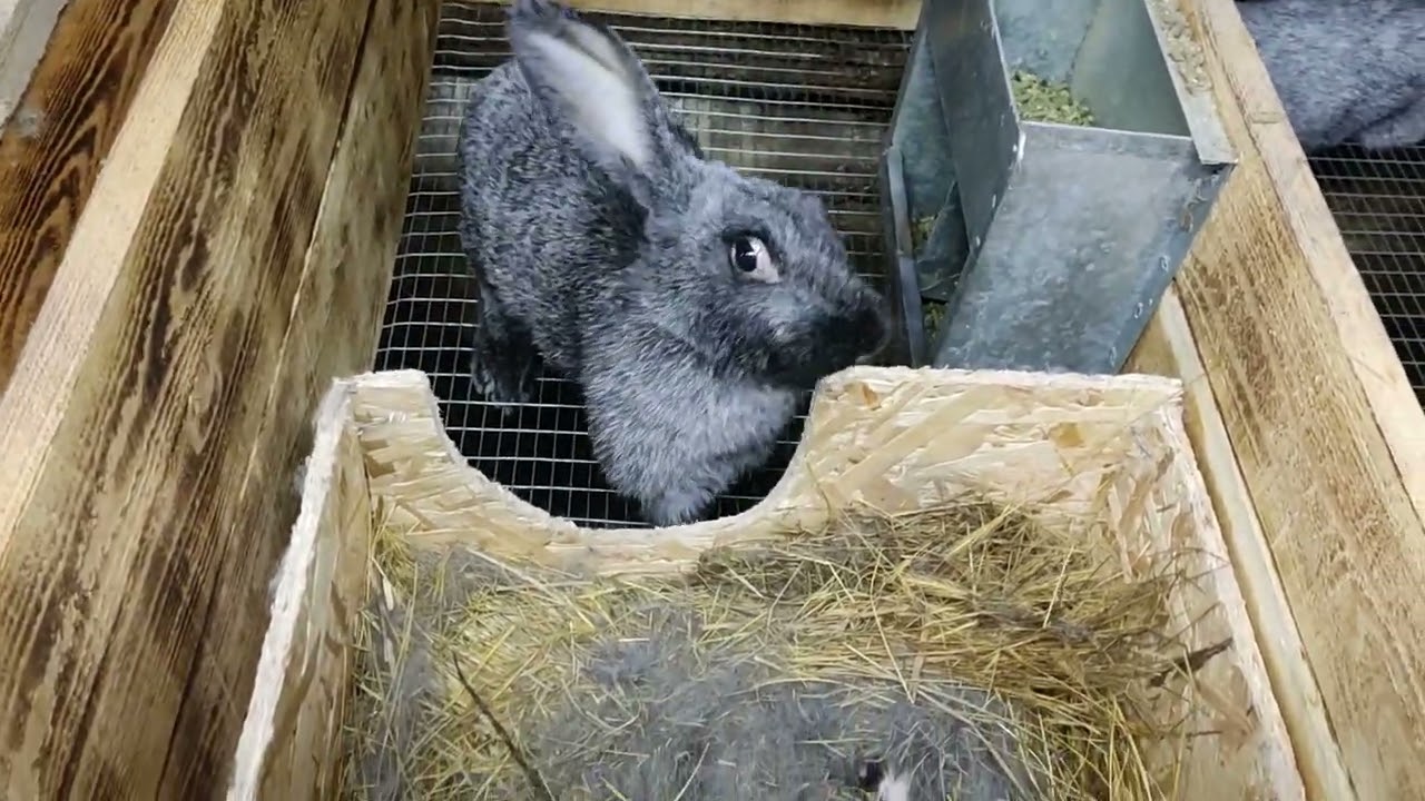 кролячий маточник и все по немногу о нем )
