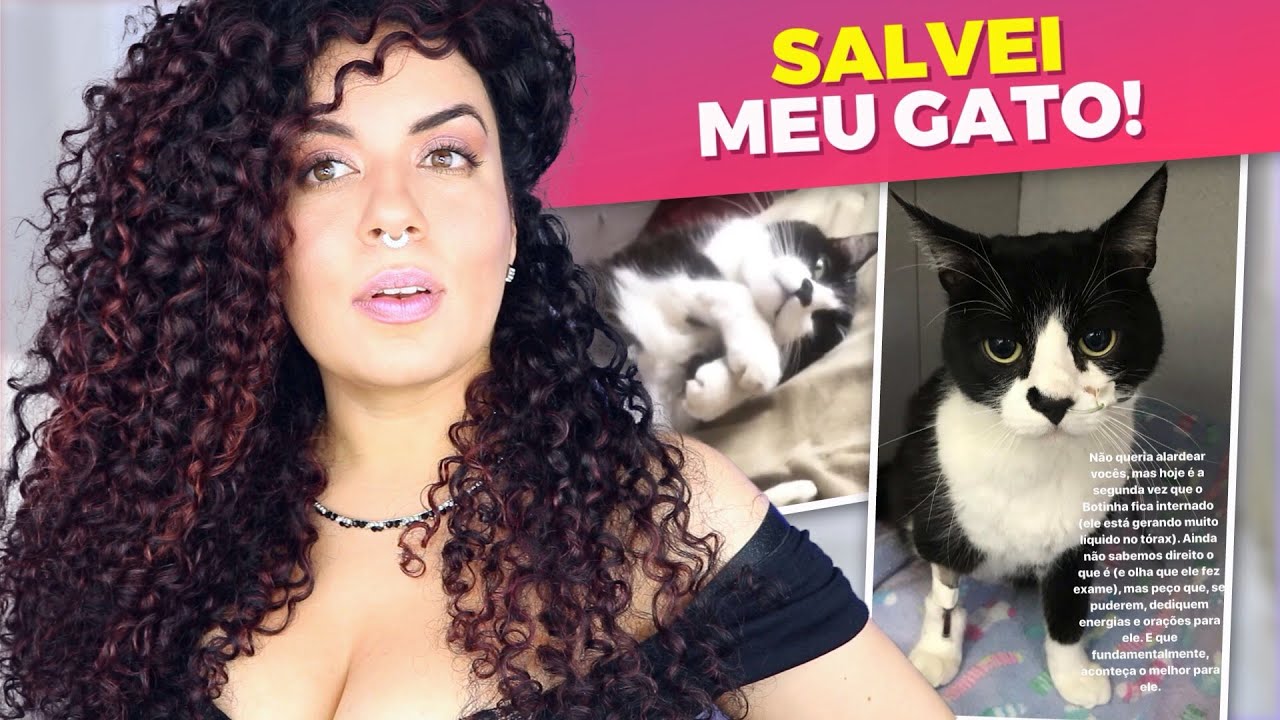 GATO COM DOENÇA DESCONHECIDA, SEM CURA? Como salvei meu gato da Efusão Pleural e Toracocentese