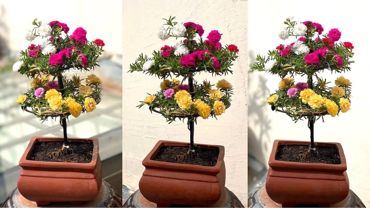 Cách Làm Bonsai Hoa Mười Giờ Ghép 2 Tầng Nhiều Màu Đơn Giản Mà Đẹp