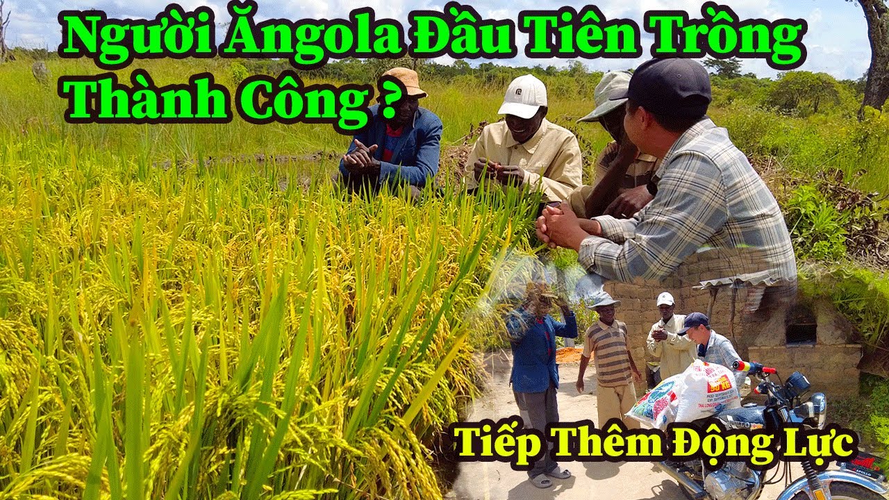 Quang Dũng || Người Ăngola Đầu Tiên Tự Mình Phát Triển Thành Công Cây Lúa Nước Việt Nam
