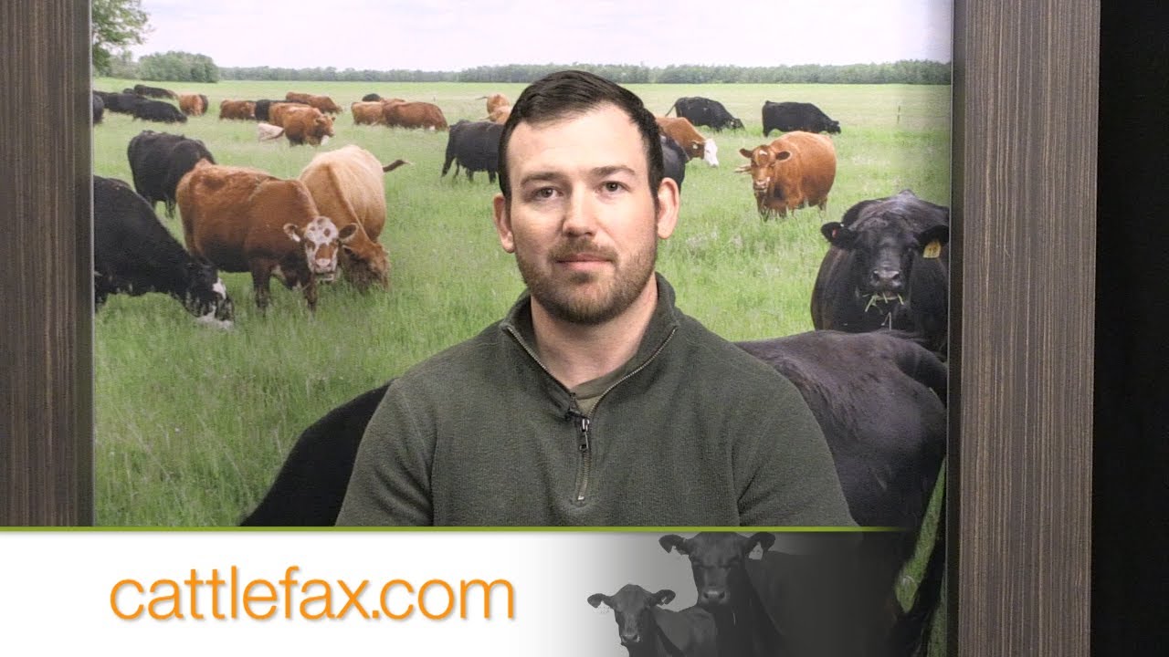 CattleFax Closing Bell: Market Momentum Flips – November 7, 2025