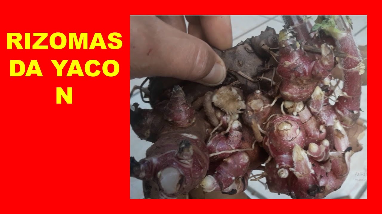 RIZOMAS DA YACON