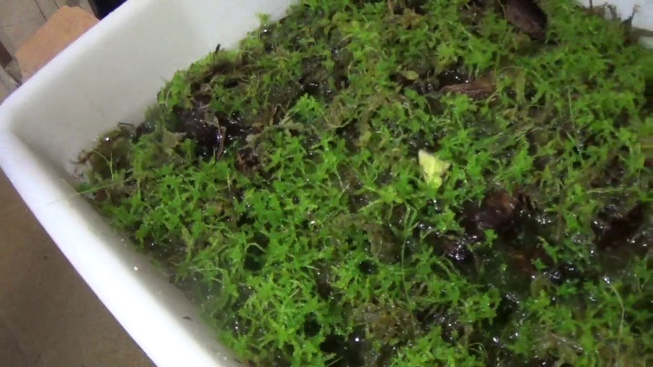 Criar musgo sphagnum Con exito en - Carnizonaplant