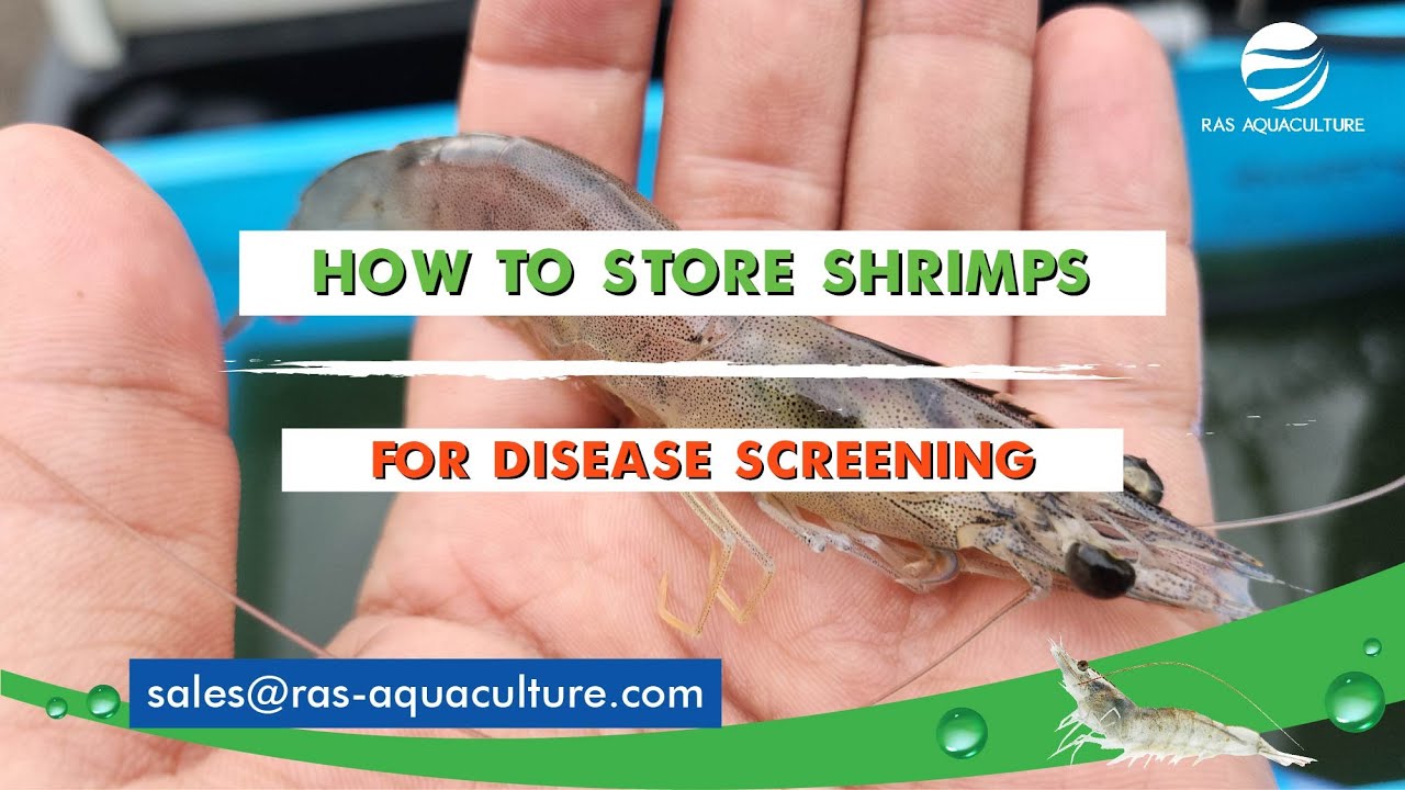 Ensuring Healthy Shrimp: A Guide to Proper Preservation for Disease Screening