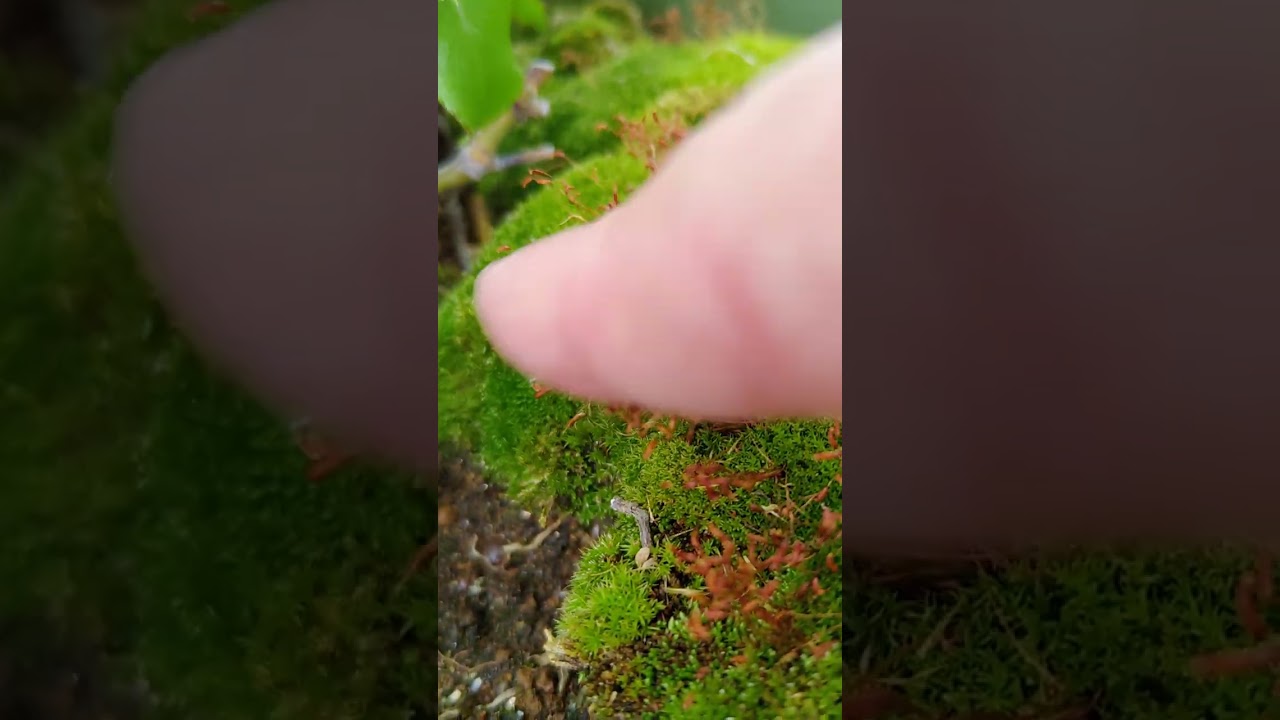 Spore of Bryophyte