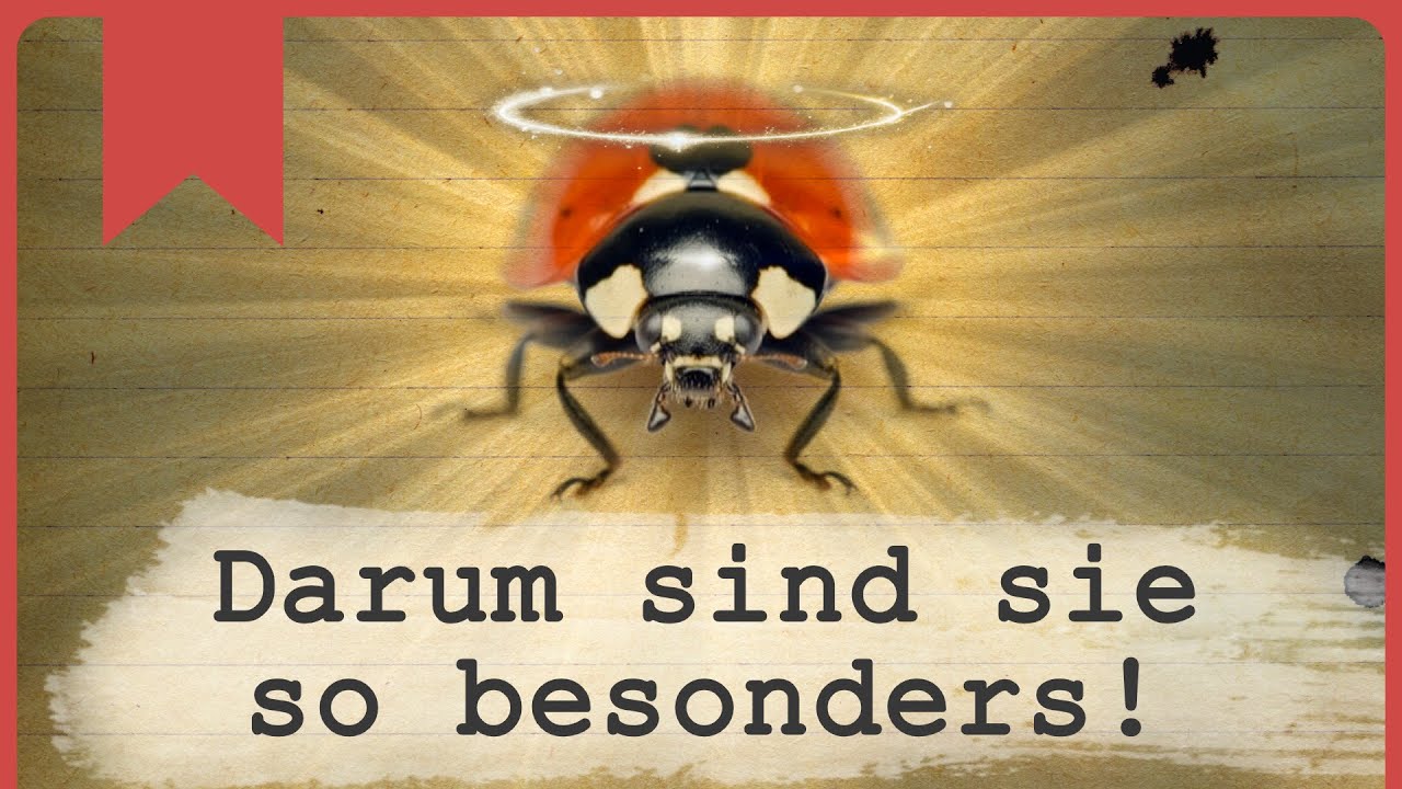 Marienkäfer: Warum sie Glück bringen und Blattläuse fressen