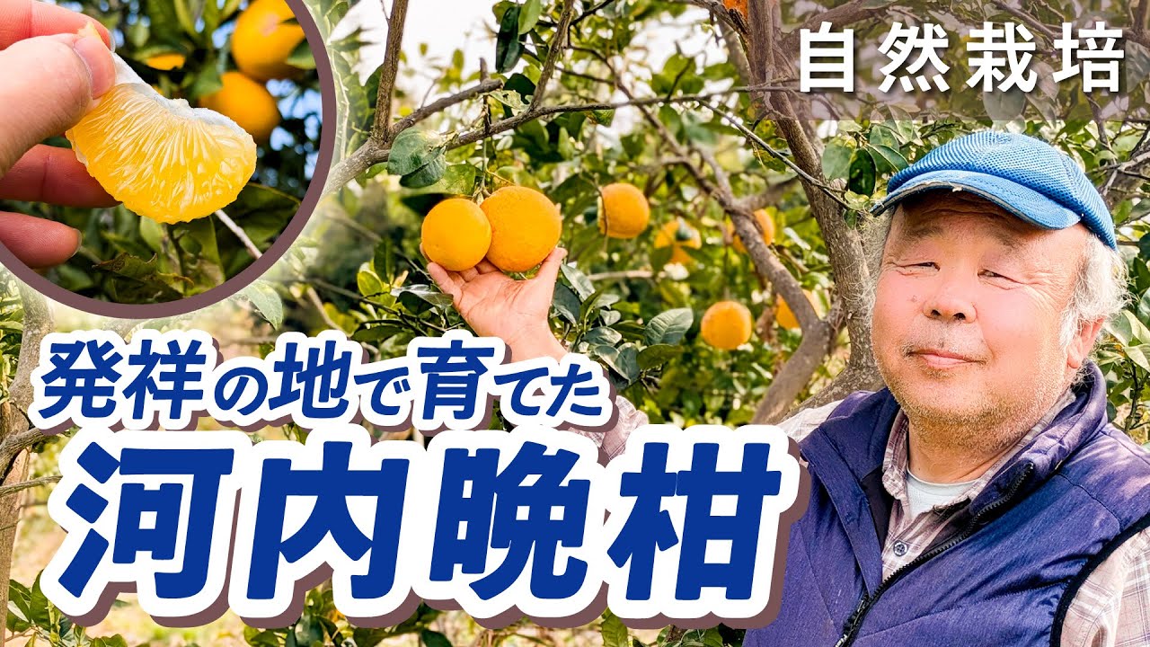 発祥の地で育てた自然栽培「河内晩柑」（自然栽培米専門店ナチュラルスタイル）