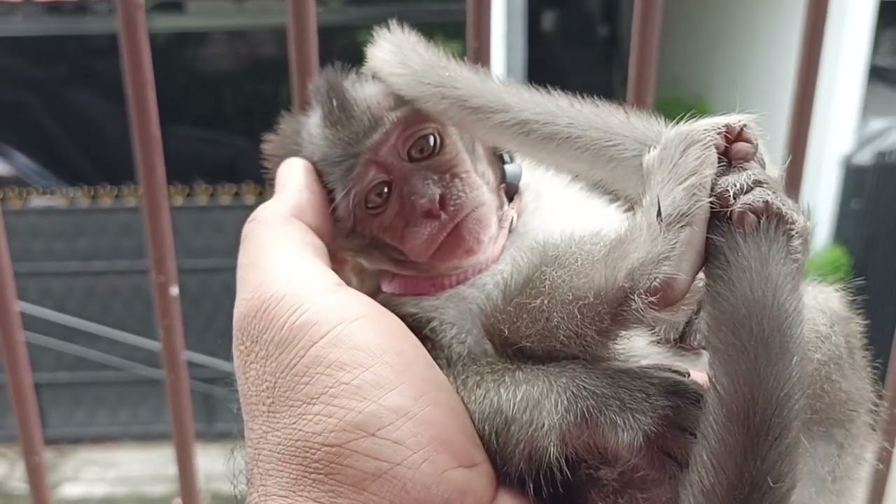 Baby Monkey Donna Wants To Be Pampered.