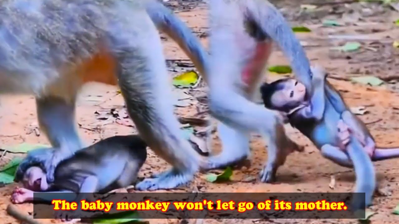 The baby monkey argued with its mother and absolutely refused to give in.