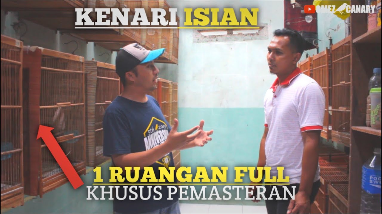 Belajar KENARI ISIAN | Cara pemasteran yg tepat | perawatan harian dan kendala