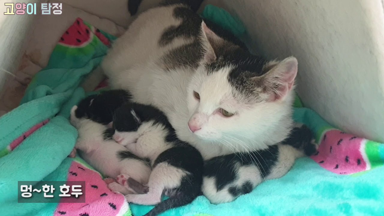 길 생활하던 호두가 드디어 출산했어요♡