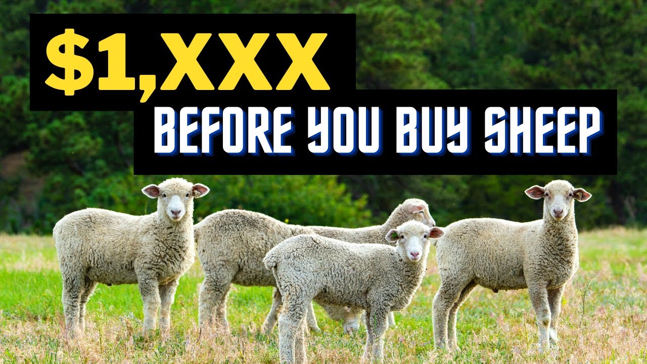 The Absurdly High Cost of Raising Sheep (Besides the Sheep)!