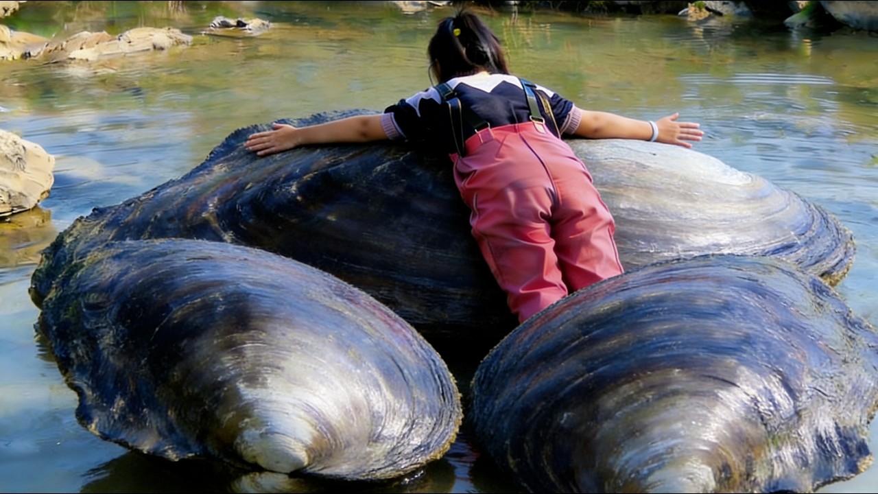 Discovering a huge river clam worth millions of dollars, its beauty is enchanting