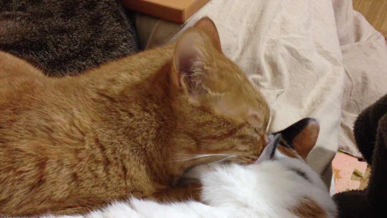 長～い耳そうじ