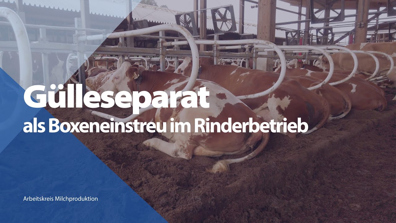 Gülleseparat als Boxeneinstreu im Rinderbetrieb