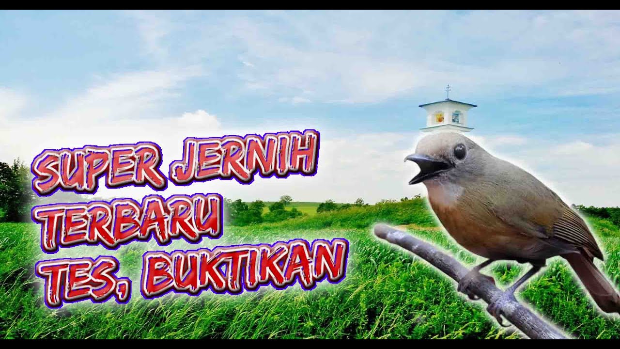 Master Guru Vokal Suara Sikatan Rimba Dada Coklat (SRDC) Gacor - Masteran Murai & Kacer