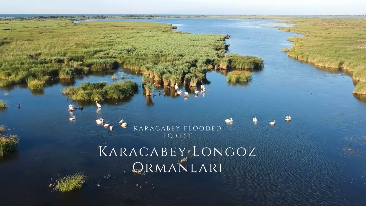 Karacabey Longoz Ormanları | Karacabey Flooded Forest | Little Amazon - Belgesel/Documentary