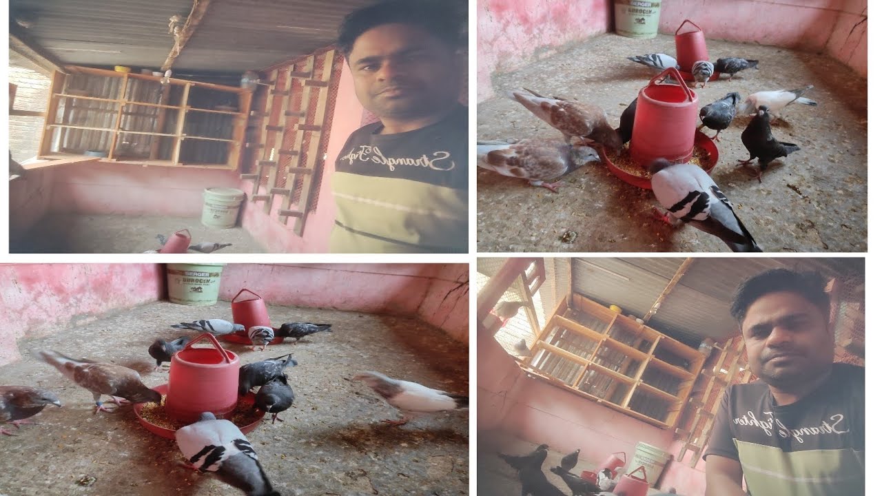 সবাই বলে আমার নাহি কবুতর হওয়ার  ভাগ্য। আমি বলি আমার কবুতরের যত্ন করে ভালো খাবার দেই। #চঞ্চল মিডিয়া