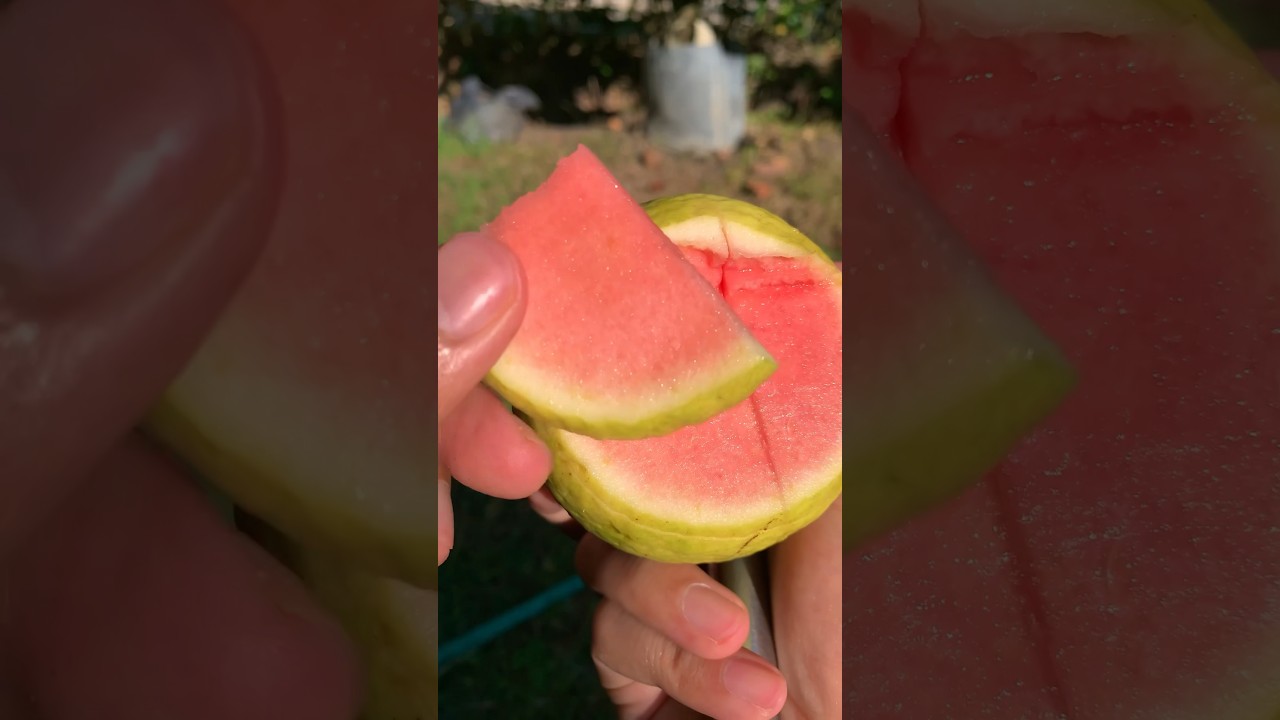 Jambu biji kok tanpa biji #jambubiji #jambu