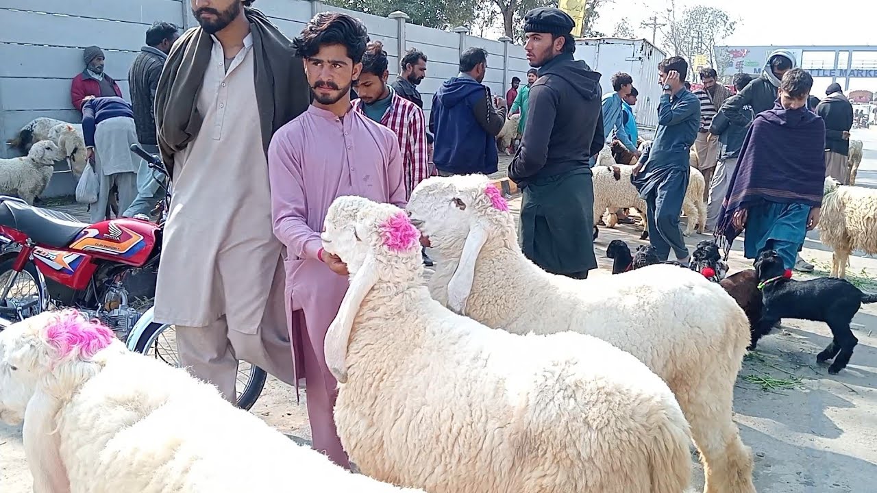 Live deal jackmabadi chatri Lahore Mandi lat ka Mal Sindhi Mundra desi Mundra Sajjad Lahori shoq