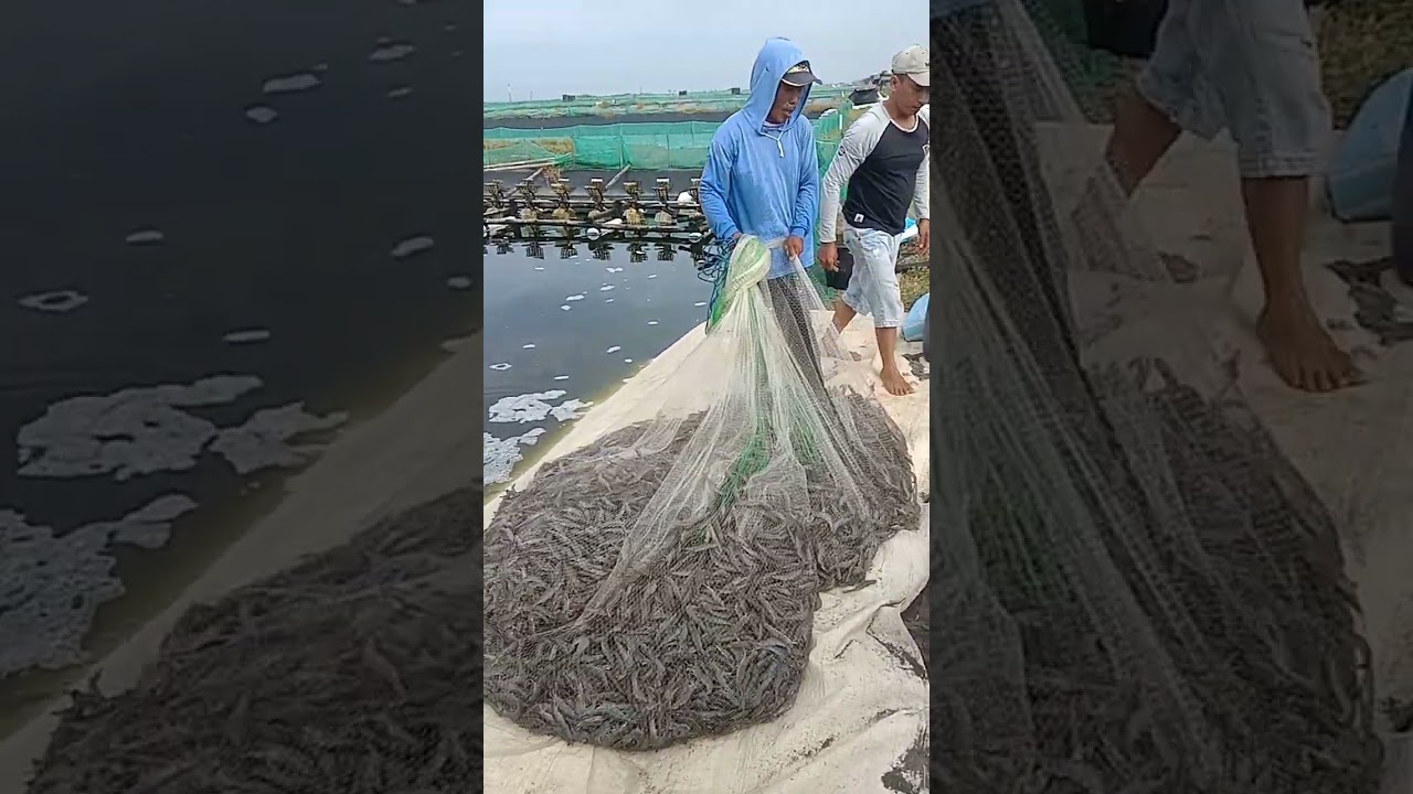 proses parsial tambak udang vanamie