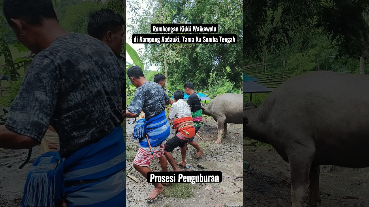 BEDANYA DI SUMBA‼️SETIAP PENGUBURAN KELUARGA PASTI BAWA INI. #sumba #culture #traditional