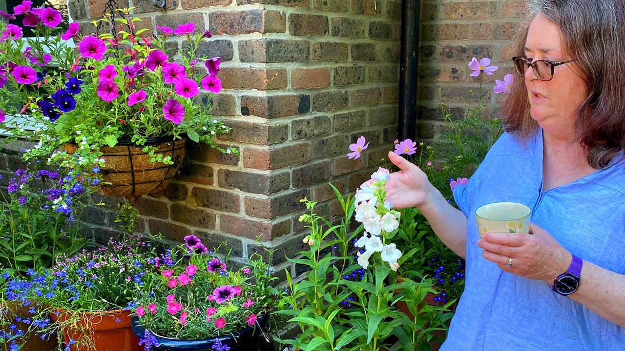 Grow penstemons for lovely late season colour.