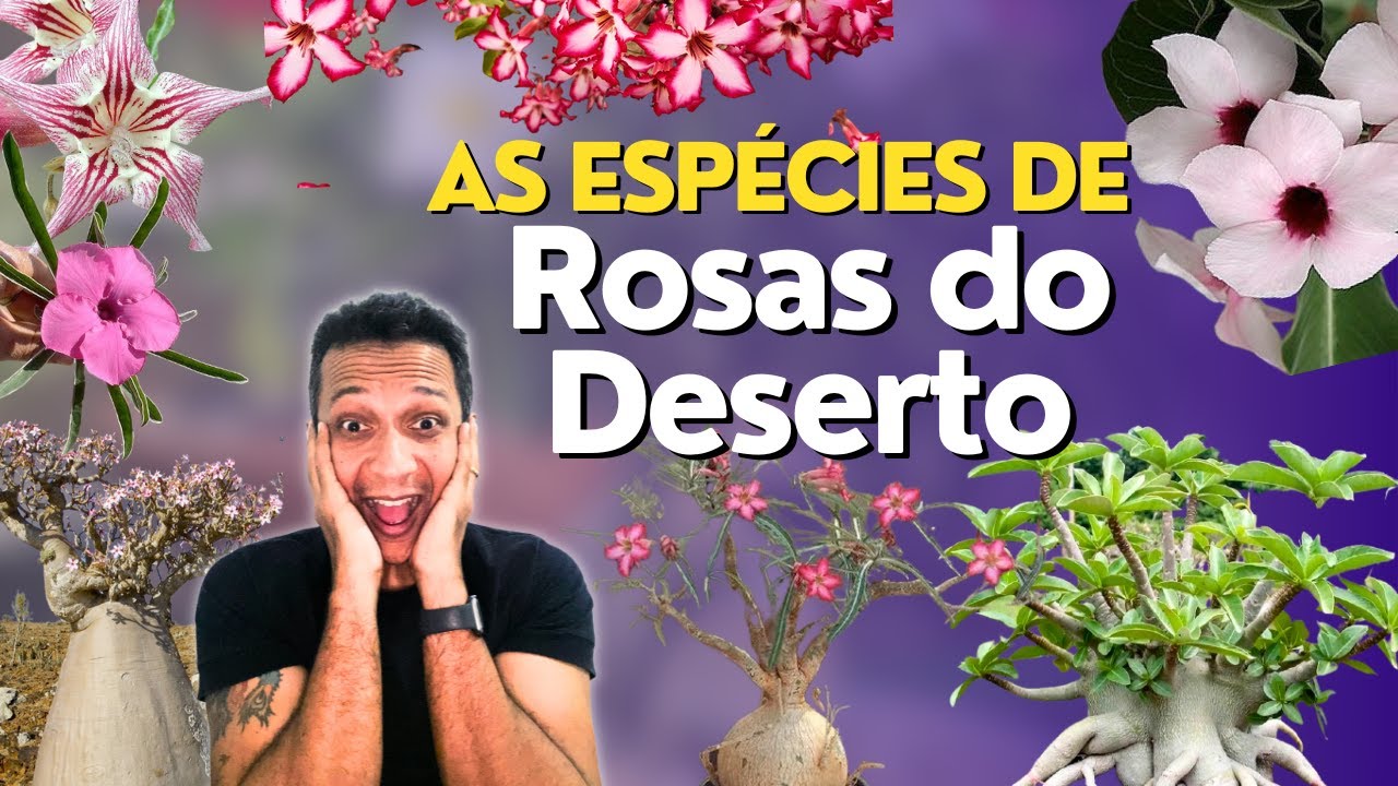 Todas as espécies de Rosas do Deserto!