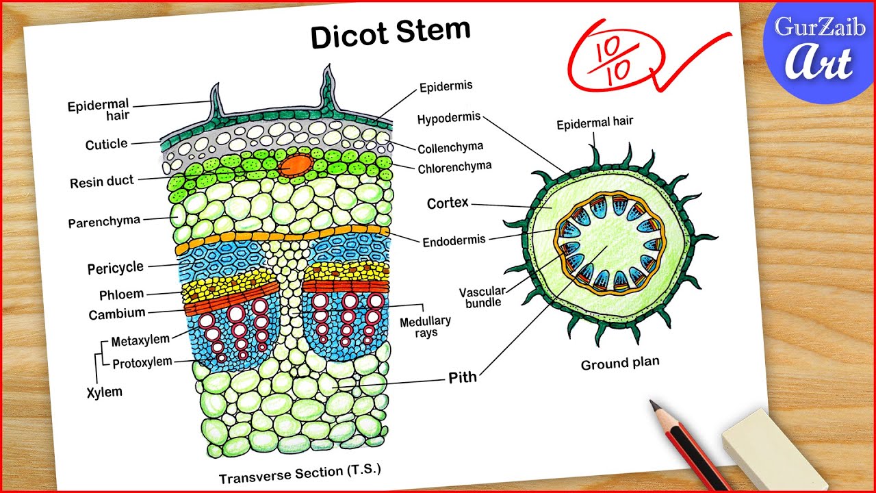 Dicot Stem Diagram Drawing - Easy step by step / TS section of Dicot stem
