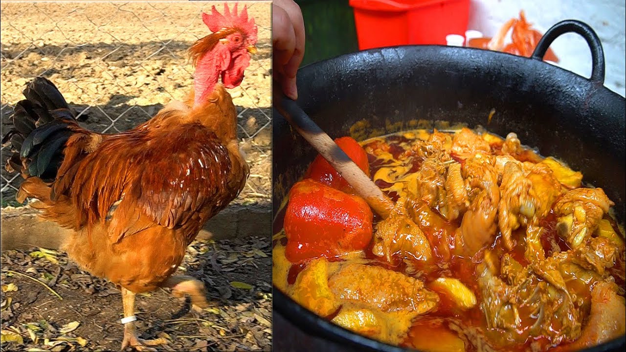 Nema boljeg paprikaša - Banatski gološijan, skoro zaboravljena rasa