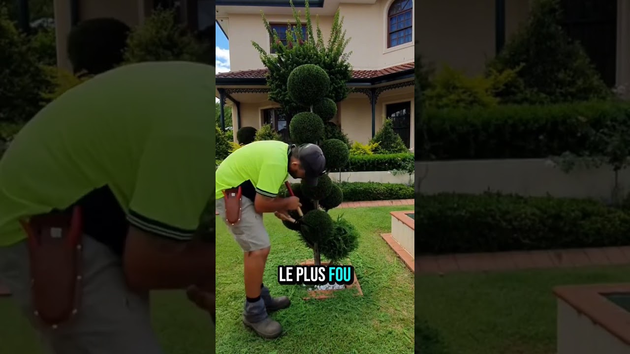 Taille topiaire d&rsquo;arbuste #jardinier  #jardin #taille