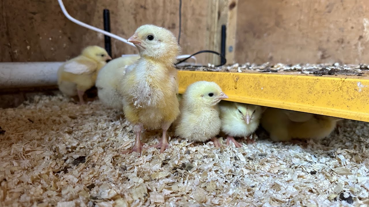 Ross/Cobb Meat Birds! Fastest Growing Meat birds?