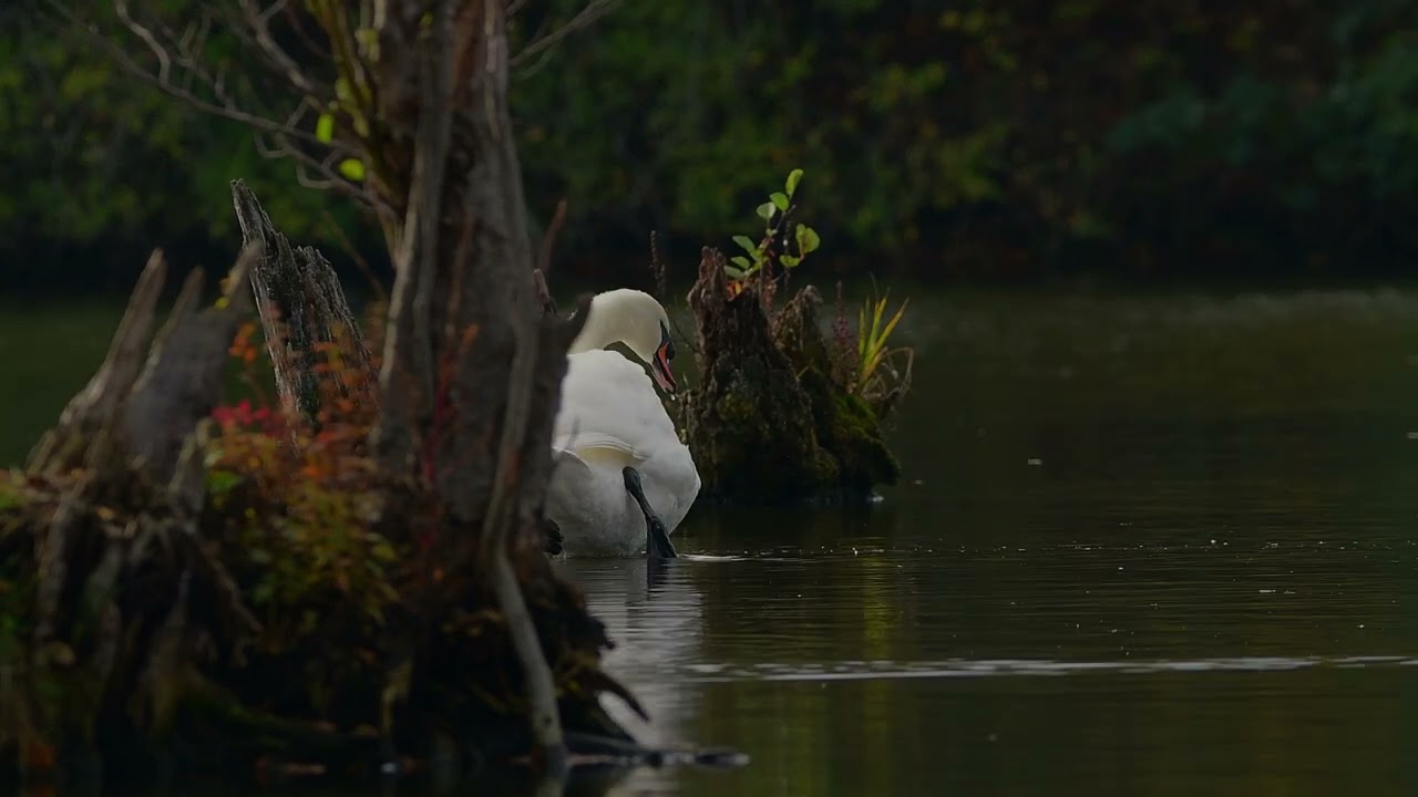 Labut' velká (Cygnus olor) je velký vrubozobý pták z čeledi kachnovitých.