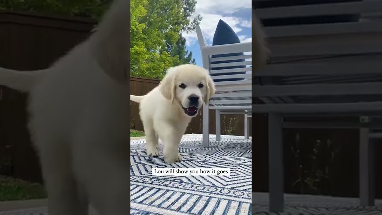 White Golden Retriever Puppy Does the CUTEST Head Tilts #shorts #cupidshuffle