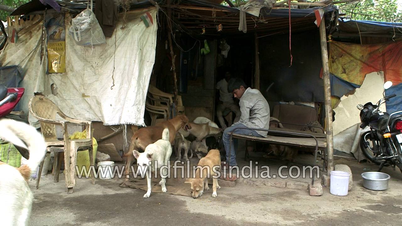 Stray dogs take over Delhi streets