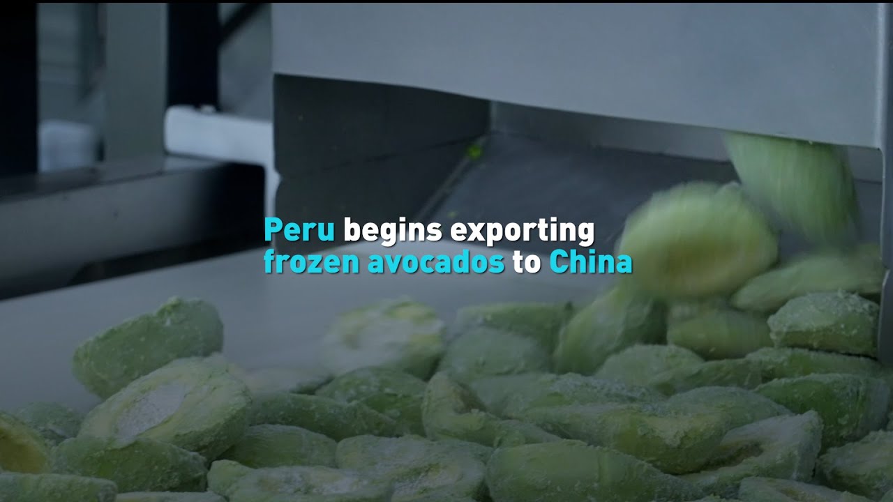 Peru begins exporting frozen avocados to China