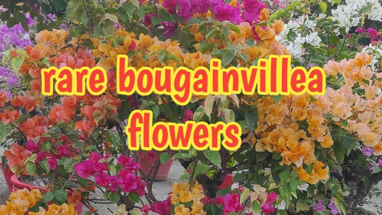 RARE BOUGAINVILLEA VARIETIES | ROYALE GARDEN