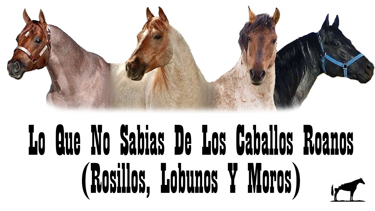 Caballos Roanos (Gen Roan) 